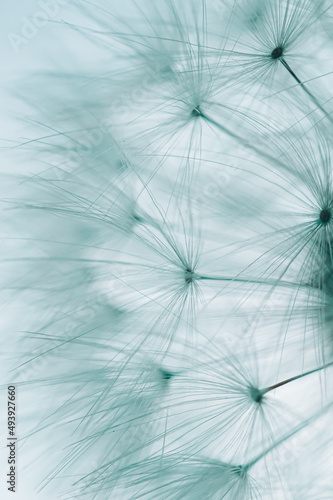 romantic white dandelion flower seed in springtime