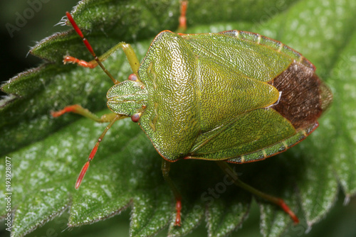Overhead view of a green shield bug 
