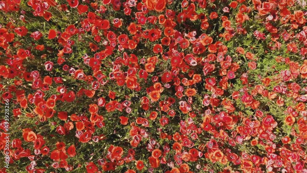 A red field of poppy flowers. Aerial view.