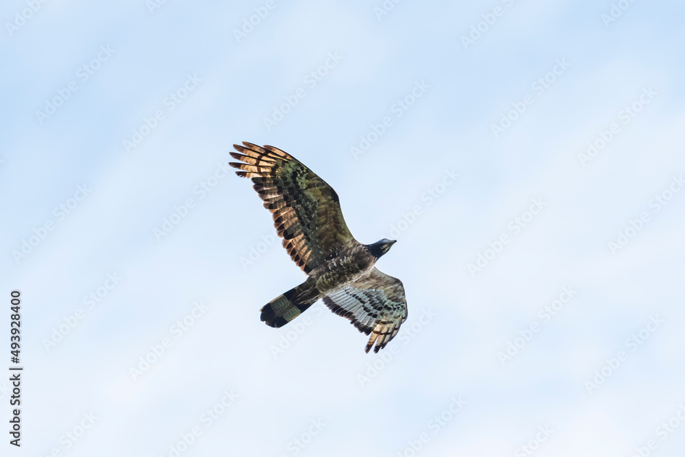 Fototapeta premium ハチクマ雄成長 (honey buzzard)