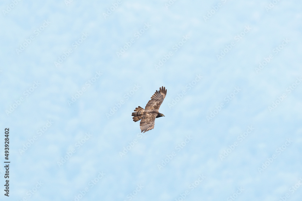 ハチクマ雌成長 (honey buzzard)