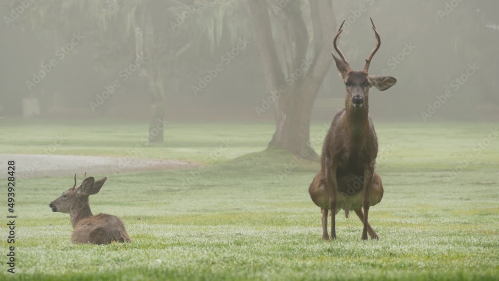 Wild deer defecating or peeing while grazing on green lawn, foggy