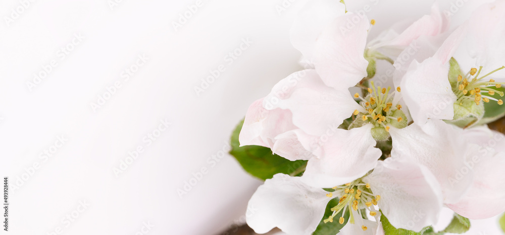 Flowers of a wild apple tree and buds on a white background.