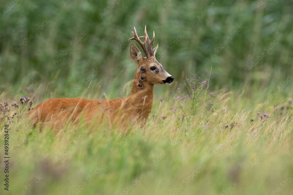 Roe deer, capreolus capreolus, with fibropapilomatosis standing on meadow in summer. Roebuck with tumor looking in long grass. Antlered mammal with disease watching on pasture.