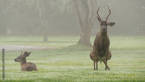 Wild deer defecating or peeing while grazing on green lawn, foggy forest trees. Young animal pooping or pissing on grass. Mammal defecation in nature. Digestive system. Funny pose or comic posture.