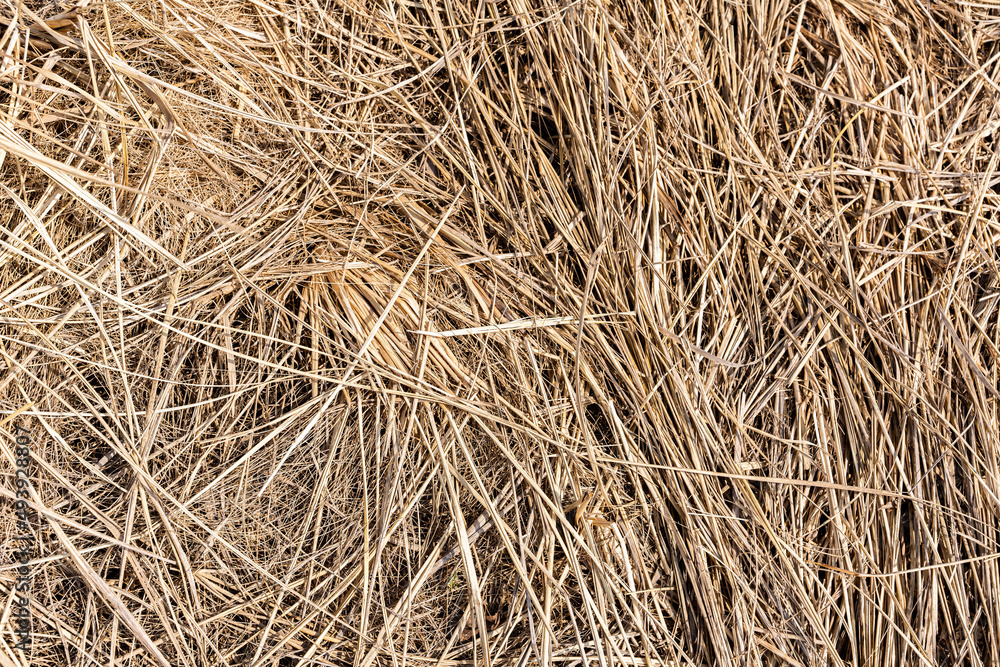 Hay texture. Bales of hay are stacked in large staffs. Harvesting in agriculture. Hay texture. Bales of hay are stacked in large staffs. Harvesting in agriculture.