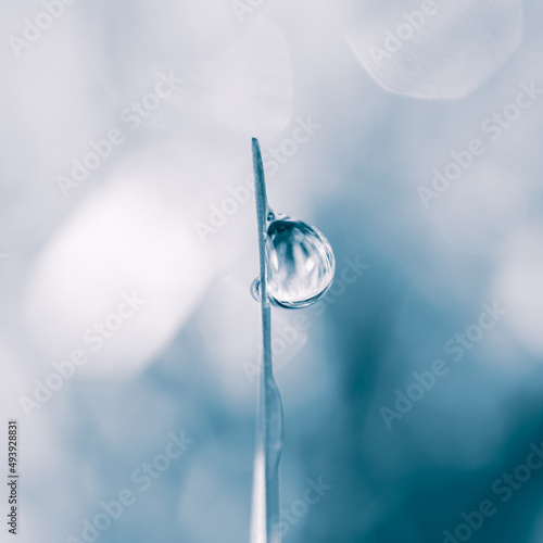raindrop on the grass leaf in spring season in rainy days