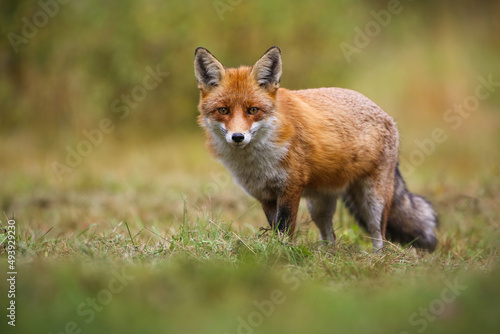 Red fox, vulpes vulpes, looking to the camera on green field in autumn. Little predator standing on grassland in fall. Orange mammal watching on glade.