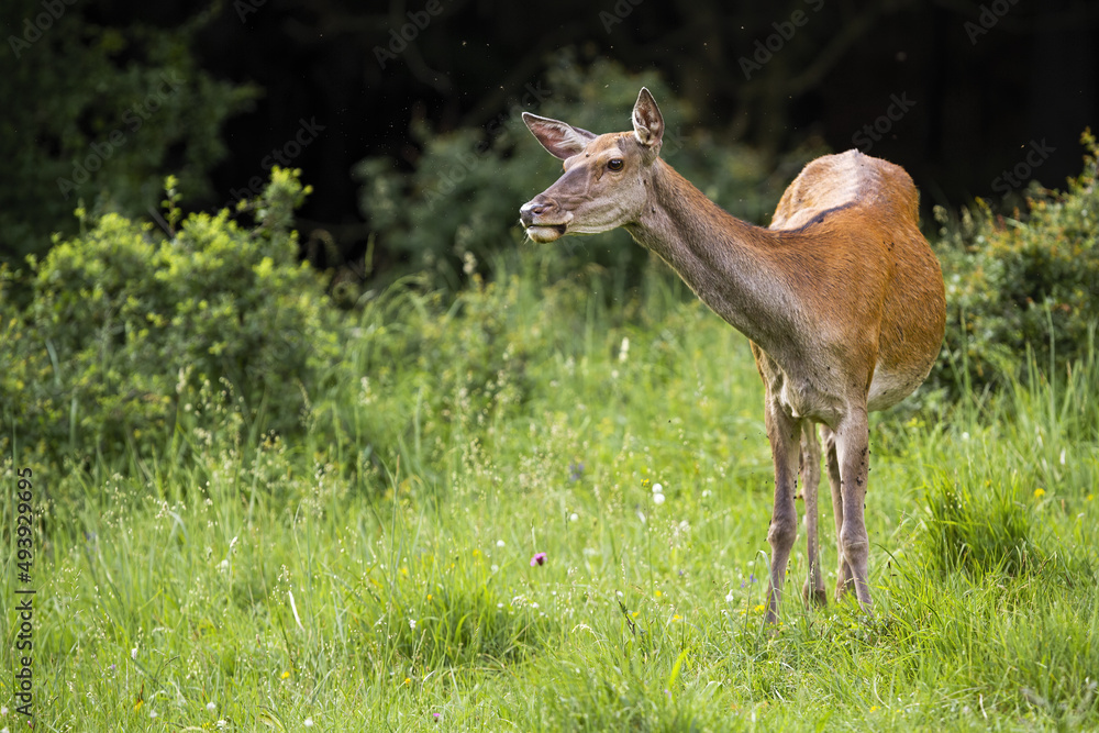 Interested red deer, cervus elaphus, looking on grassland in spring. Attented hind standing on green field with copy space. Female mammal observing on meadow.