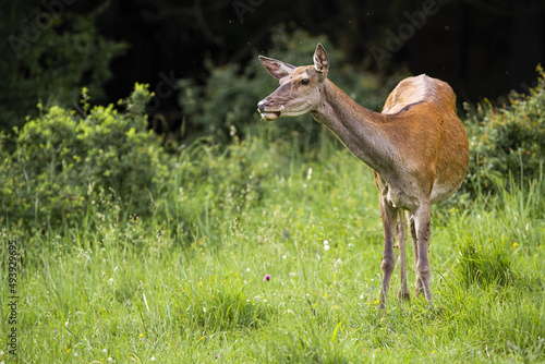 Obraz na płótnie Interested red deer, cervus elaphus, looking on grassland in spring. Attented hind standing on green field with copy space. Female mammal observing on meadow. w salonie