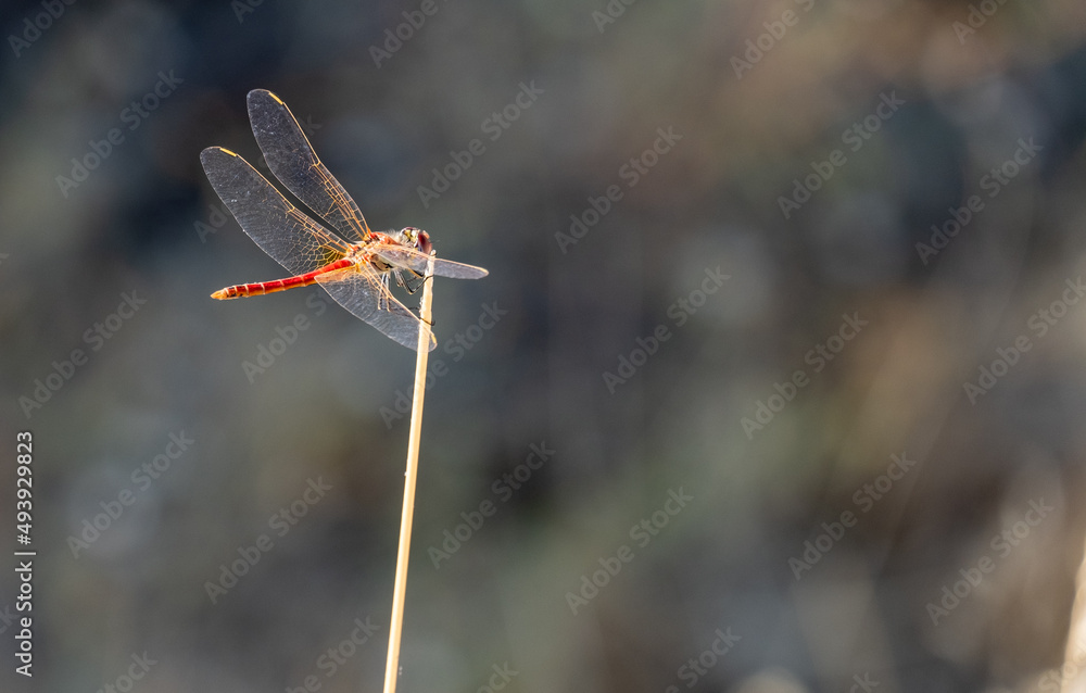 A common darter dragonfly (Sympetrum striolatum) resting in the sun, sunny day A common darter dragonfly (Sympetrum striolatum) resting in the sun, sunny day