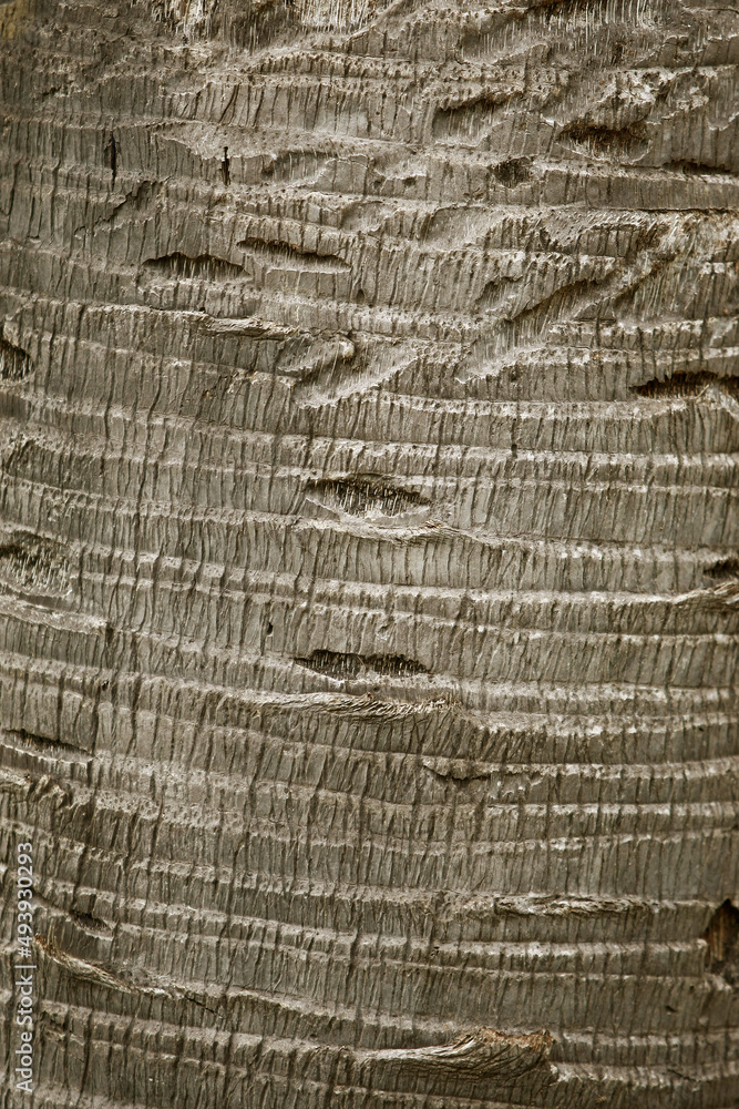 Fototapeta premium Wooden Bark in the garden , Close up Texture