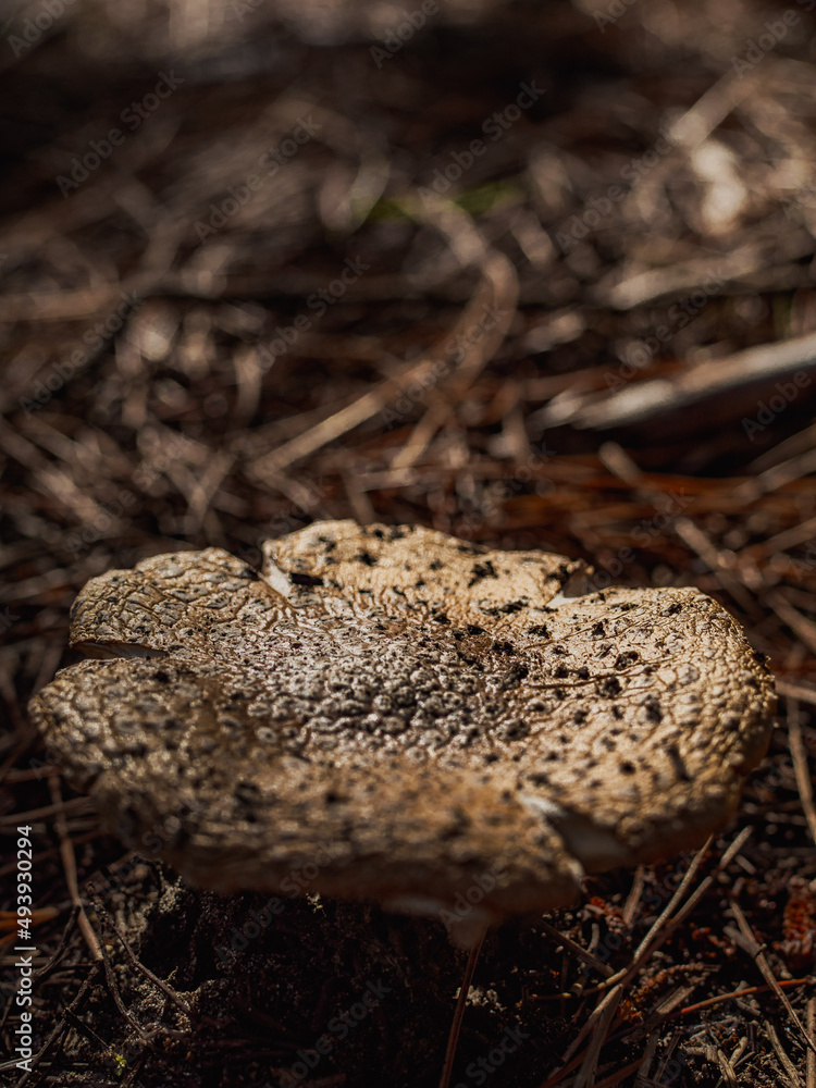 mushrooms