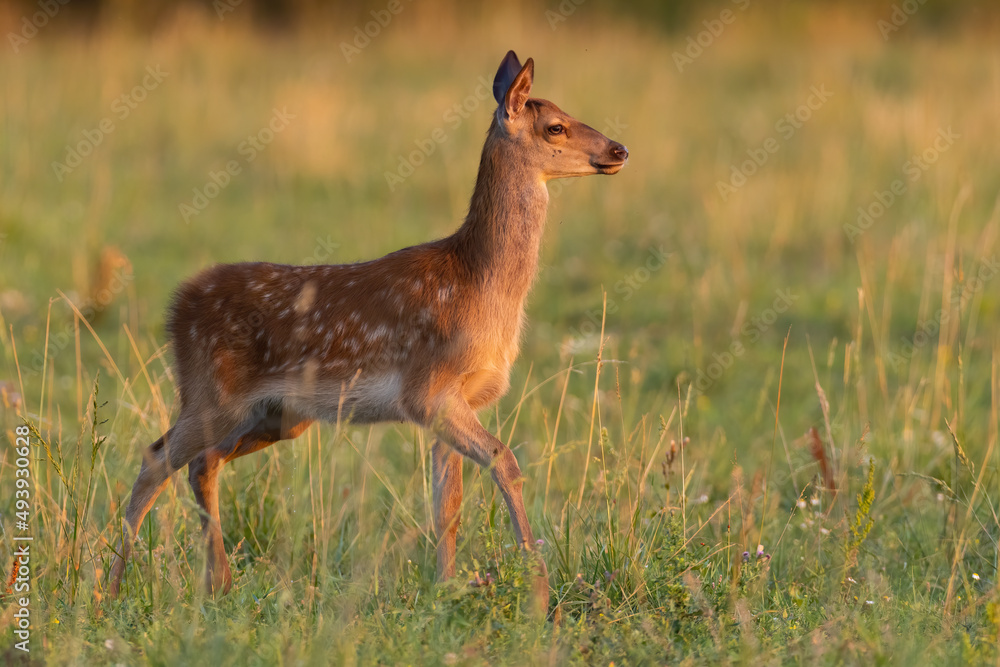 Juvenile red deer, cervus elaphus, walking on meadow in summer sunset. Young spotted mammal moving on sunlit grassland. Baby animal marching on pasture.