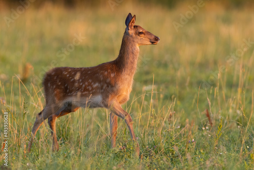 Juvenile red deer, cervus elaphus, walking on meadow in summer sunset. Young spotted mammal moving on sunlit grassland. Baby animal marching on pasture.