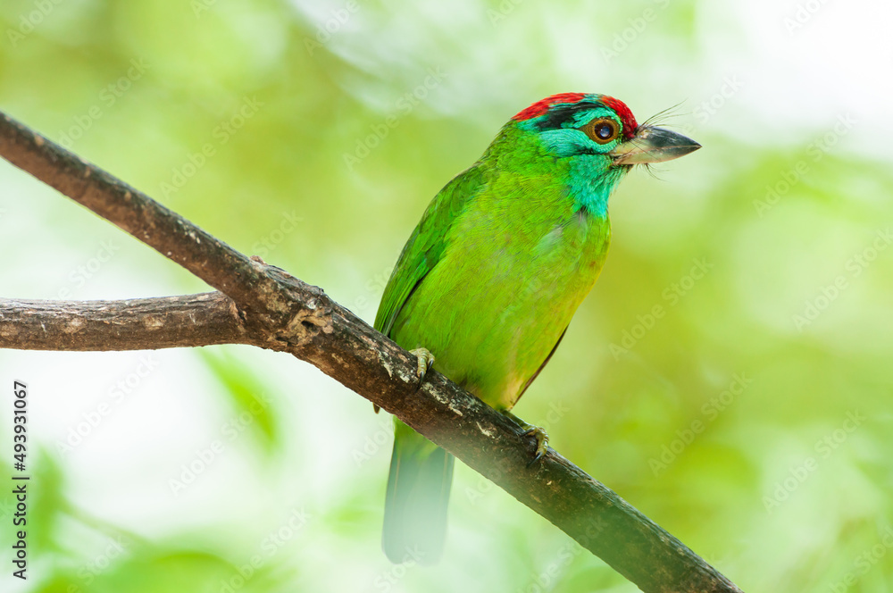 Obraz premium Close-up a Blue-throated barbet perching on the tree branch.