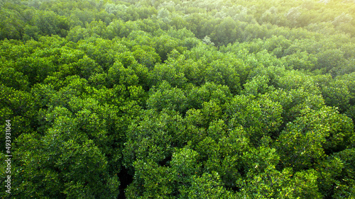 Aerial view of a green mangrove forest canopy. © Tanes