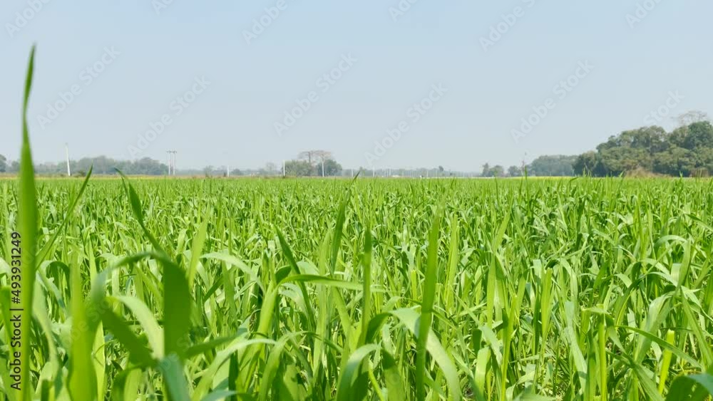 Green field against blue sky, agriculture background Green field against blue sky, agriculture background