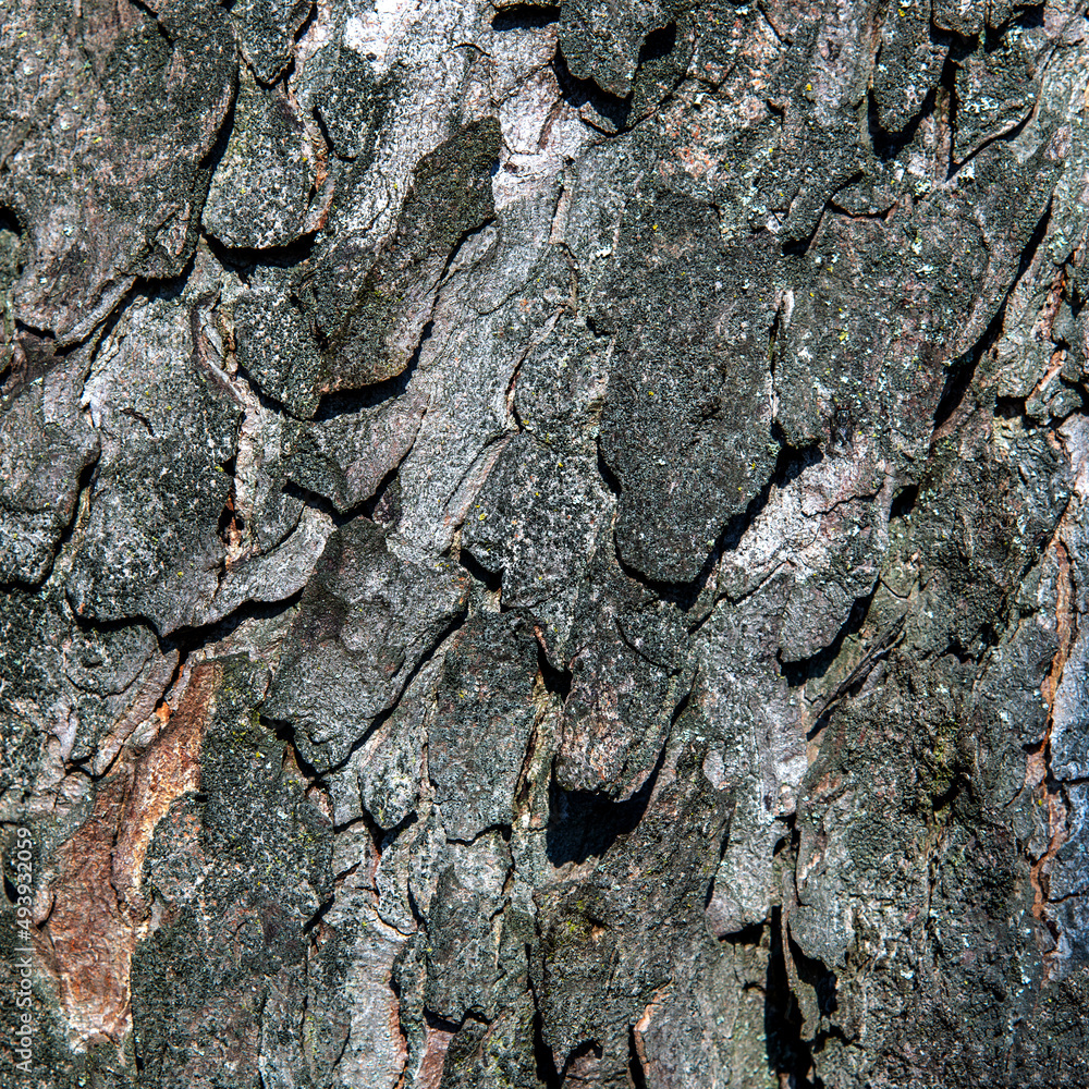 Texture wallpaper in the form of photos of tree bark and wood close-up. Pictures were taken in March 2022 in Podlasie and Masuria in Poland. Texture wallpaper in the form of photos of tree bark and wood close-up. Pictures were taken in March 2022 in Podlasie and Masuria in Poland.