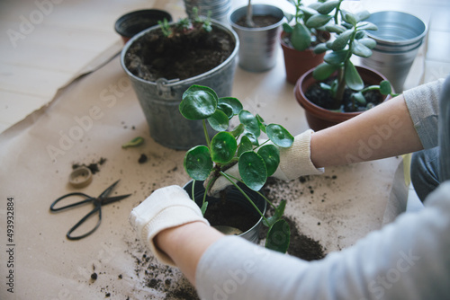 woman hands repotting house plant. indoor photo photo