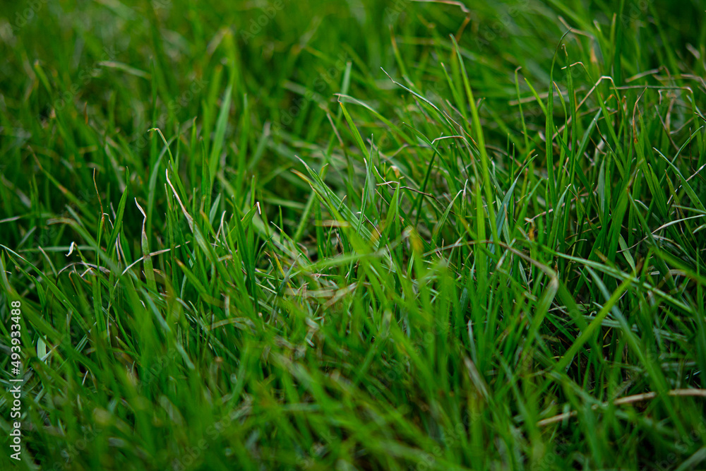 background of dew drops on bright green grass background of dew drops on bright green grass