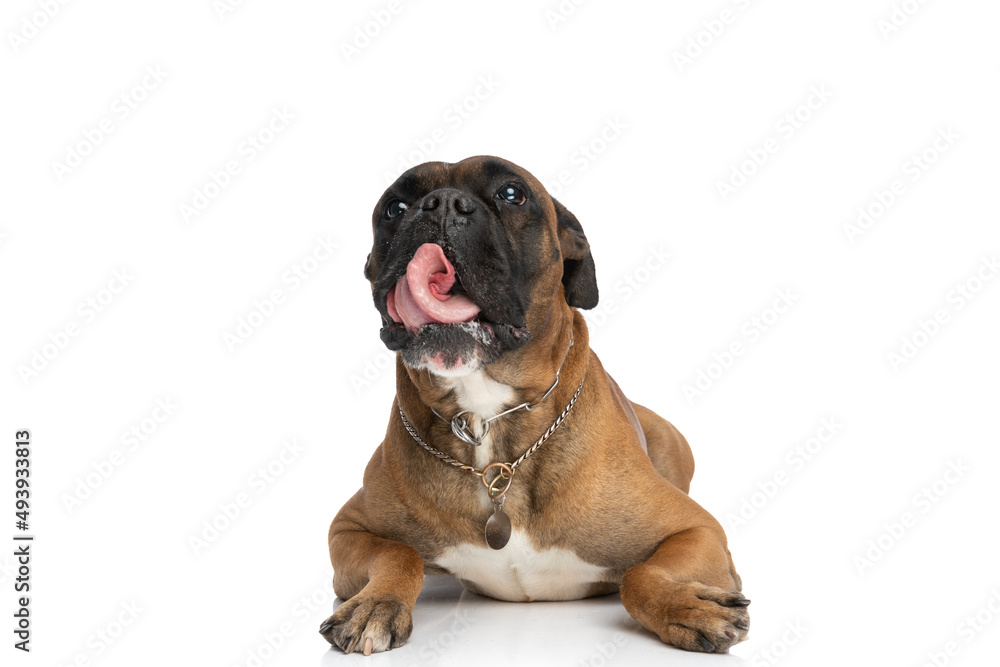 hungry little boxer dog with collar looking up and licking nose