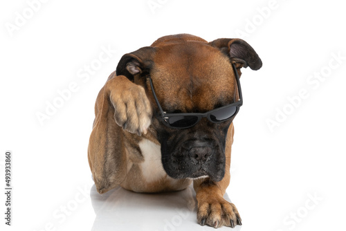 cool boxer dog with sunglasses laying down