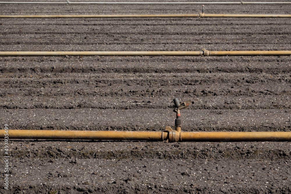Preparation of a field for cultivation of Lilies; hoses for water supply and sprinkling installation Preparation of a field for cultivation of Lilies; hoses for water supply and sprinkling installation
