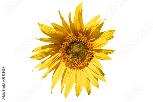 isolated yellow sunflower on white background © James Jiao