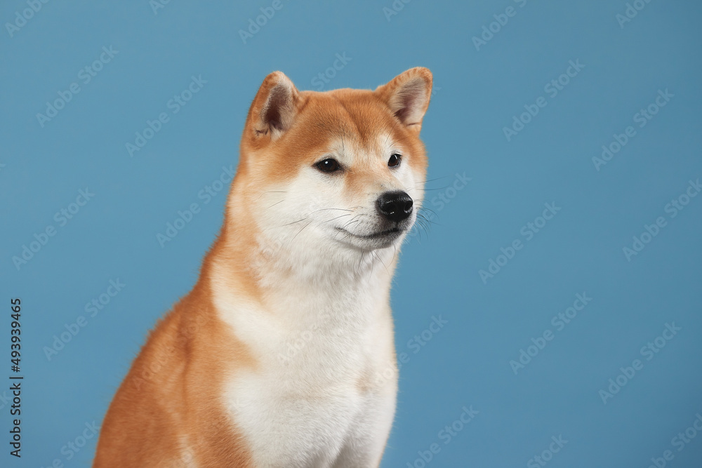 Red shiba inu male at blue background