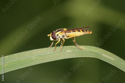 The long hoverfly, is a species of hoverfly belonging to the family Syrphidae