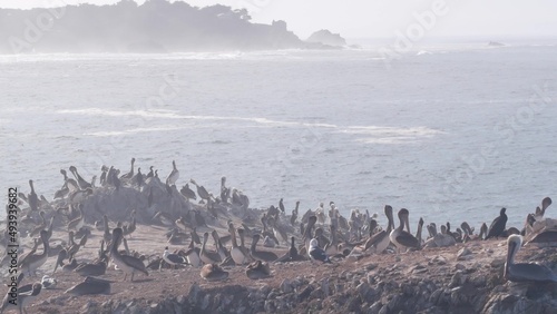 Flock of brown pelicans on cliff, rocky island in ocean, Point Lobos landscape, Monterey wildlife, California coast, USA. Foggy misty weather, birds flying. Many pelecanus nesting, wild animals colony