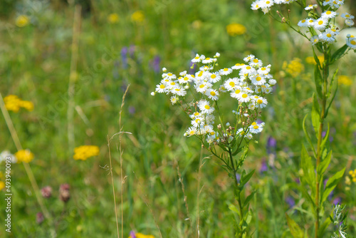 Plant Erigeron annuus