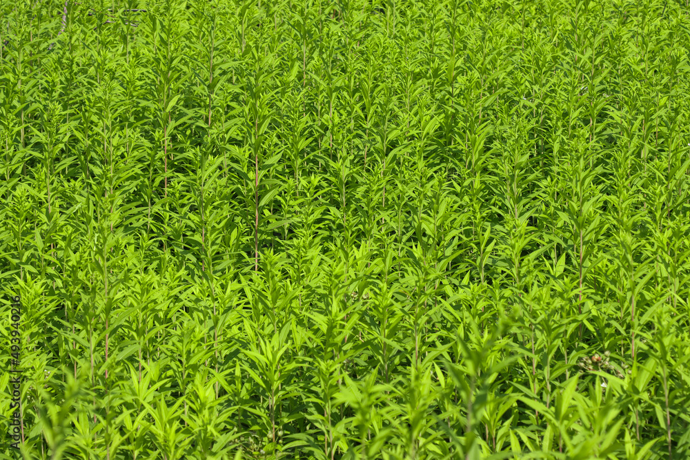 Summer, vegetative background. Summer, vegetative background.