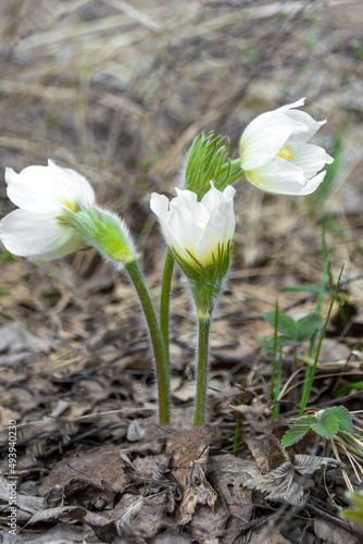 Spring white snowdrops grow in a forest clearing. The first forest flowers. © Aleksandr Bushkov