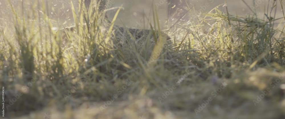 Grass mower machine mow evening light in slow motion spring close up Grass mower machine mow evening light in slow motion spring close up