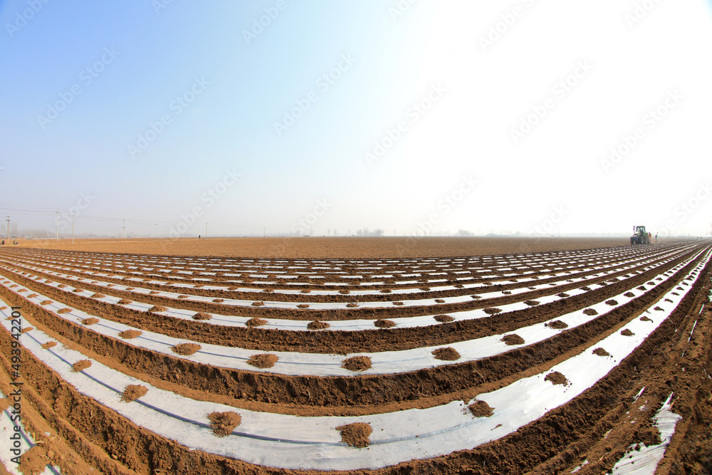 Farmers use a planter to sow plastic coated potatoes in the field, North China Farmers use a planter to sow plastic coated potatoes in the field, North China