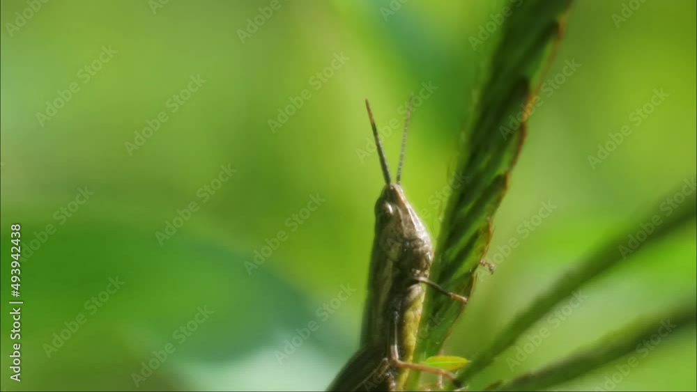 Green grasshopper sitting on the leaf, grasshopper close up video Green grasshopper sitting on the leaf, grasshopper close up video