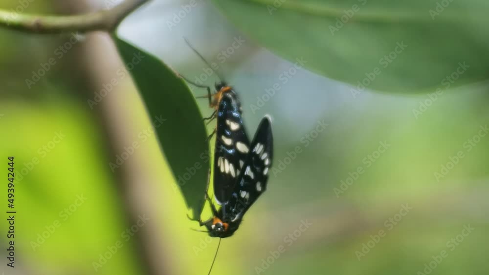 black butterfly partnered with perched on a branch in the backyard, hd video black butterfly partnered with perched on a branch in the backyard, hd video