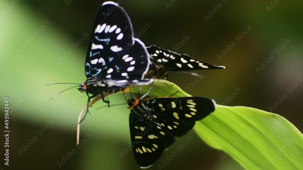black butterfly partnered with perched on a branch in the backyard black butterfly partnered with perched on a branch in the backyard