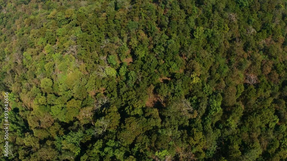 Exploring Indian Jungle Top view Dense Green forest at end of Winter India Exploring Indian Jungle Top view Dense Green forest at end of Winter India