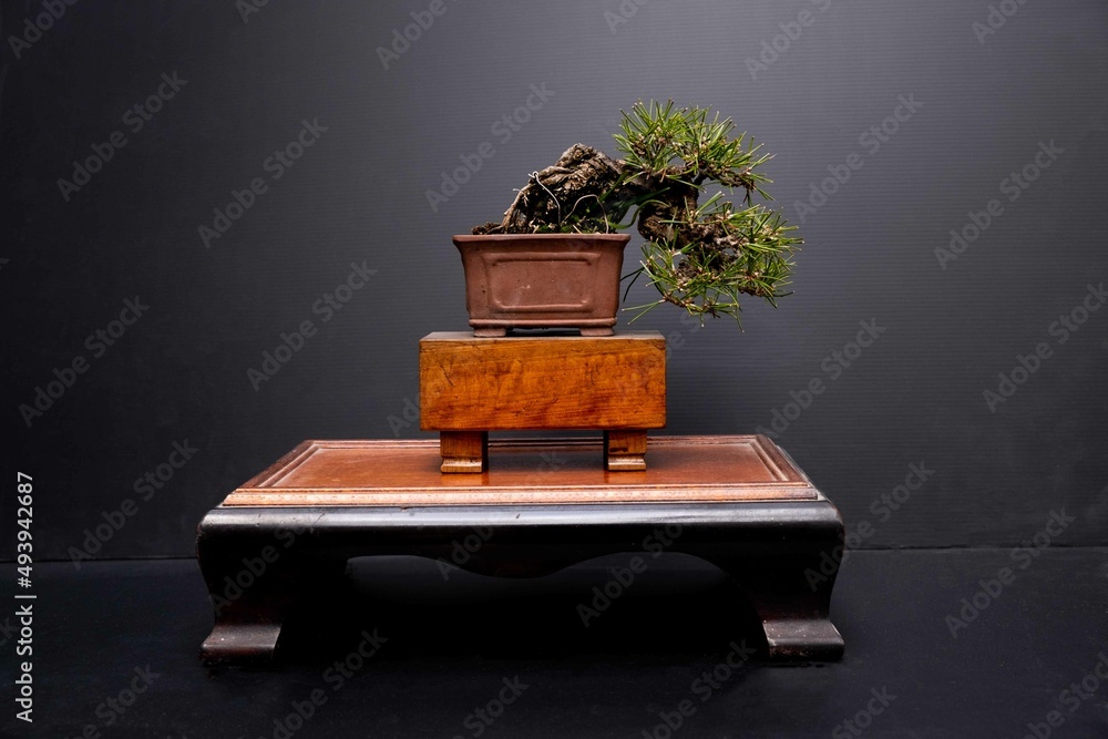 Fotobehang Bonsai 盆栽 #493942687