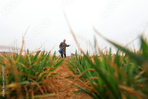 farmers fertilize winter wheat in fields, North China