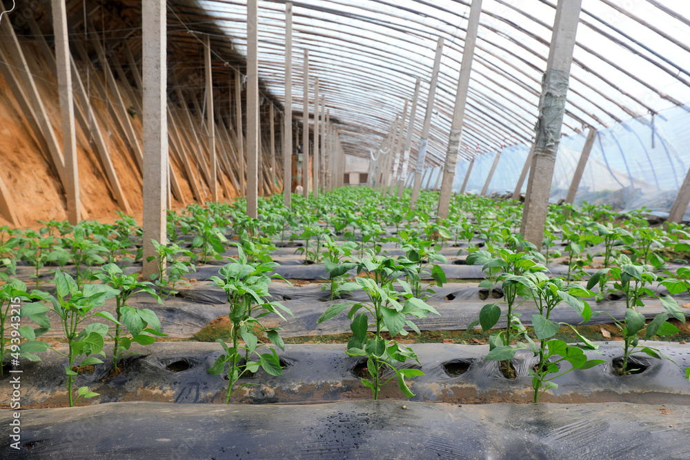 Pepper seedlings are in a greenhouse on a farm in North China Pepper seedlings are in a greenhouse on a farm in North China
