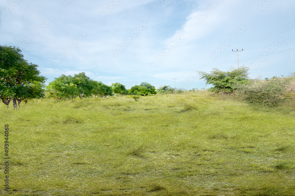 Fototapeta premium Meadow field