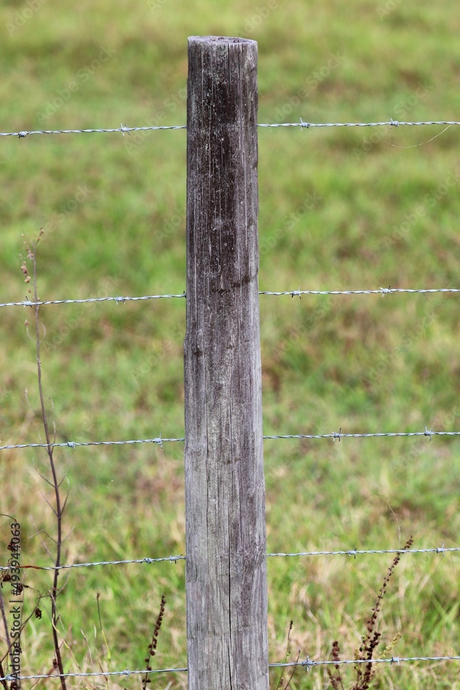 Fototapeta premium barbed wire fence