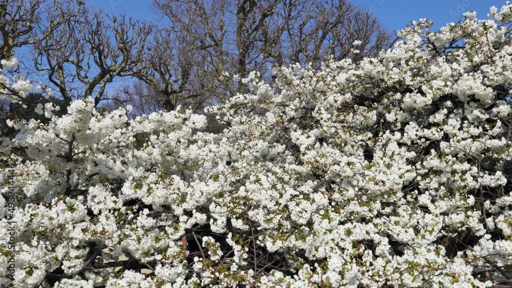 Cherry tree with white flowers in full bloom on a sunny spring day - Prunus Sato-Zakura Shirotae. Pan Shot in the Jardin des Plantes - main botanical garden in Paris, France. Cherry tree with white flowers in full bloom on a sunny spring day - Prunus Sato-Zakura Shirotae. Pan Shot in the Jardin des Plantes - main botanical garden in Paris, France.