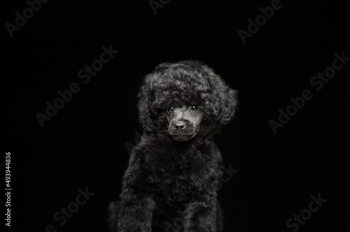 image of dog dark background