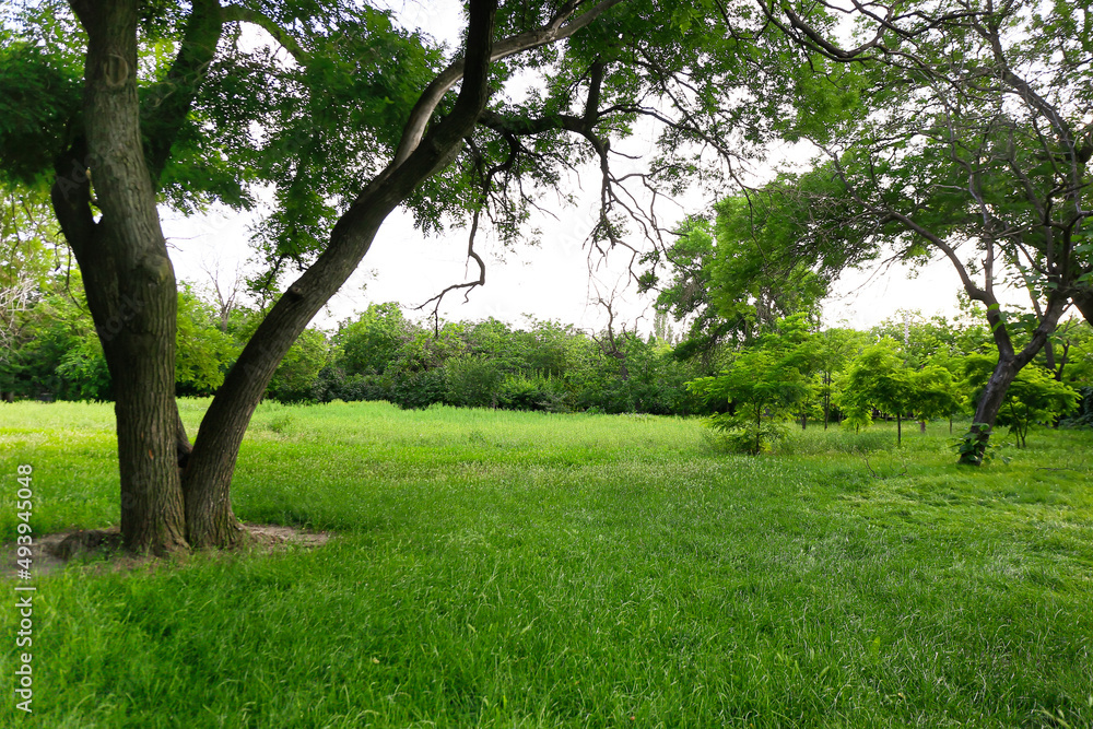 View of beautiful forest with trees and green grass View of beautiful forest with trees and green grass