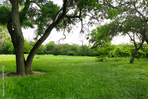 View of beautiful forest with trees and green grass